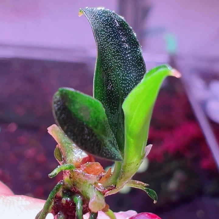 福利33号福利价植物一头