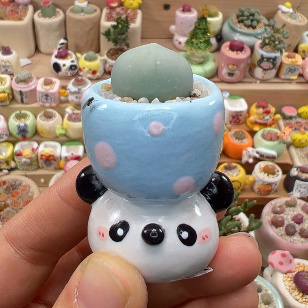 多肉植物111号鸽子蛋