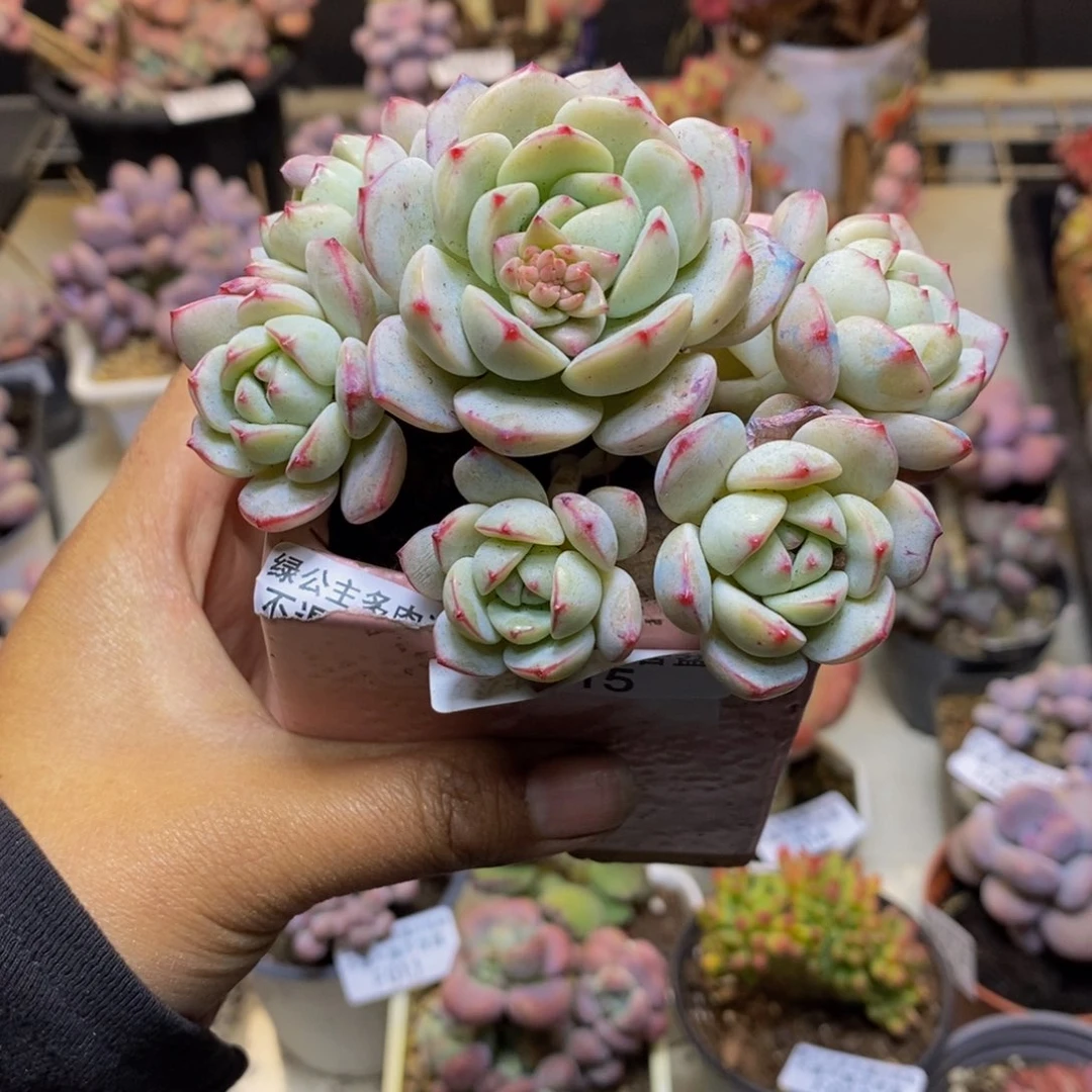 华****金015丸叶香草多肉8c m