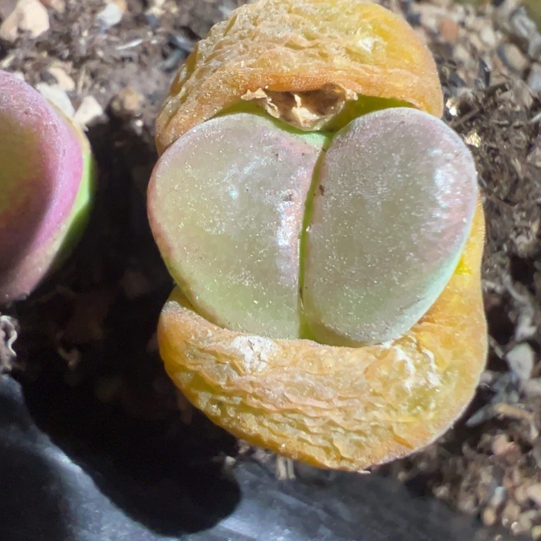 有***s专拍专拍 肉锥植物