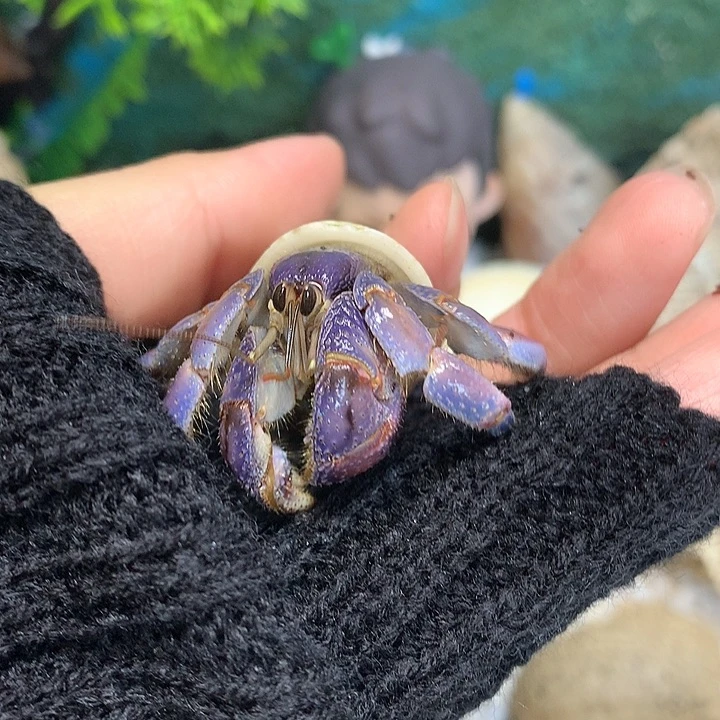 2.2口径奔跑家寄居蟹24号