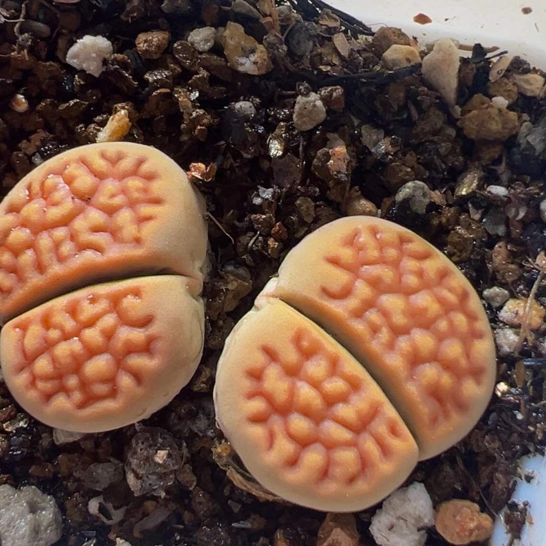 红巴黎多肉植物带盆