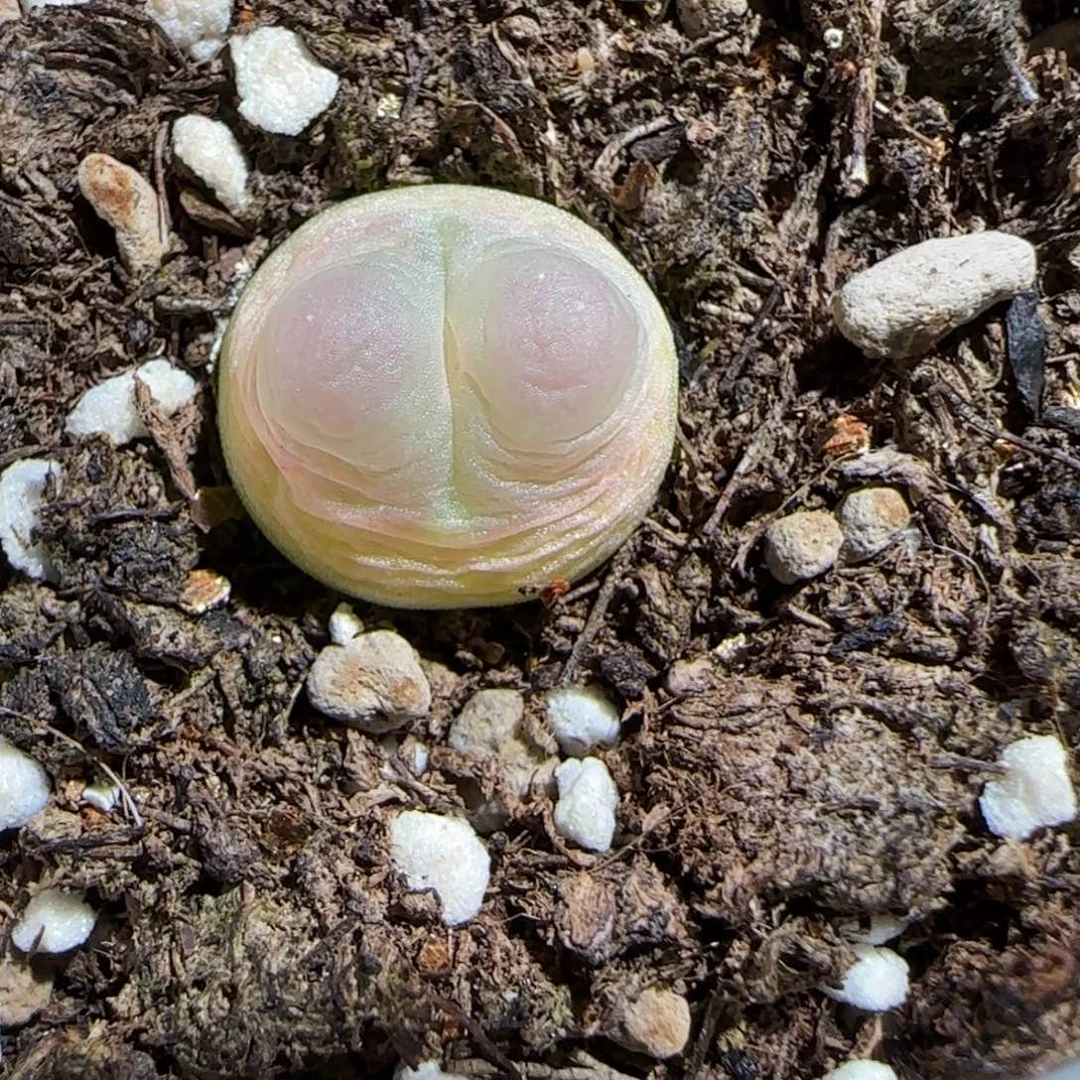 肉锥多肉植物组合-sh1200拉登1378