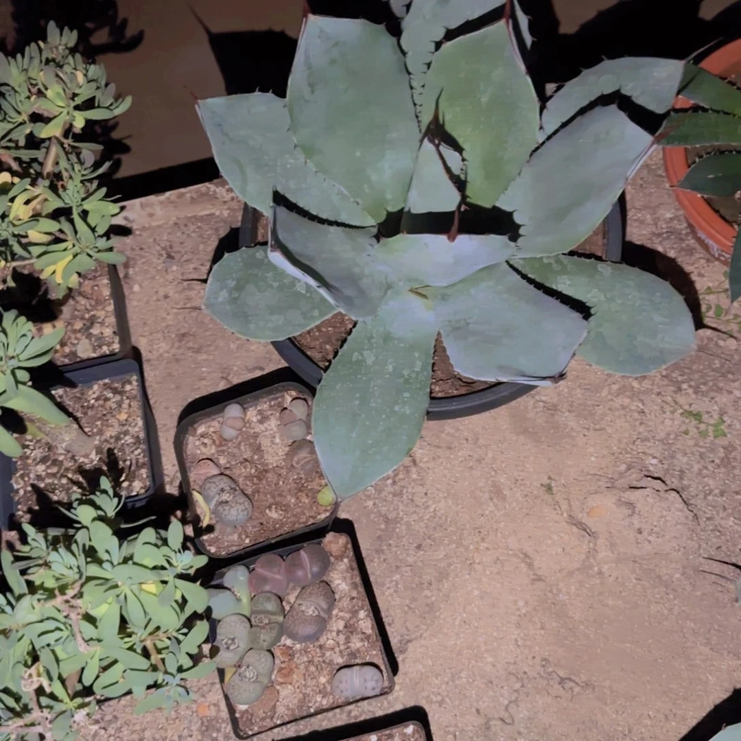 梵*＆块根植物块根植物