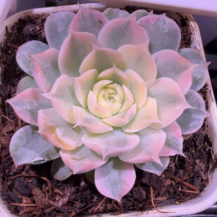 海琳娜锦多肉植物