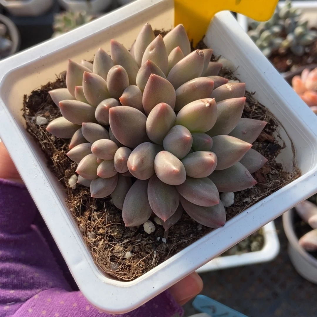 941水晶球多肉植物