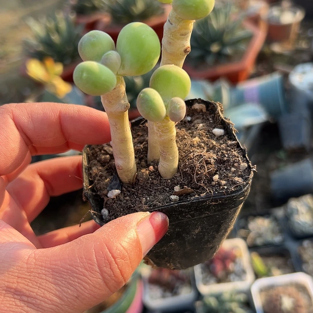 小***贝多肉植物芒果奶老庄