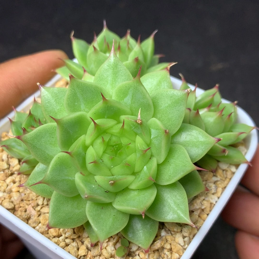 40 精品多肉一物一拍