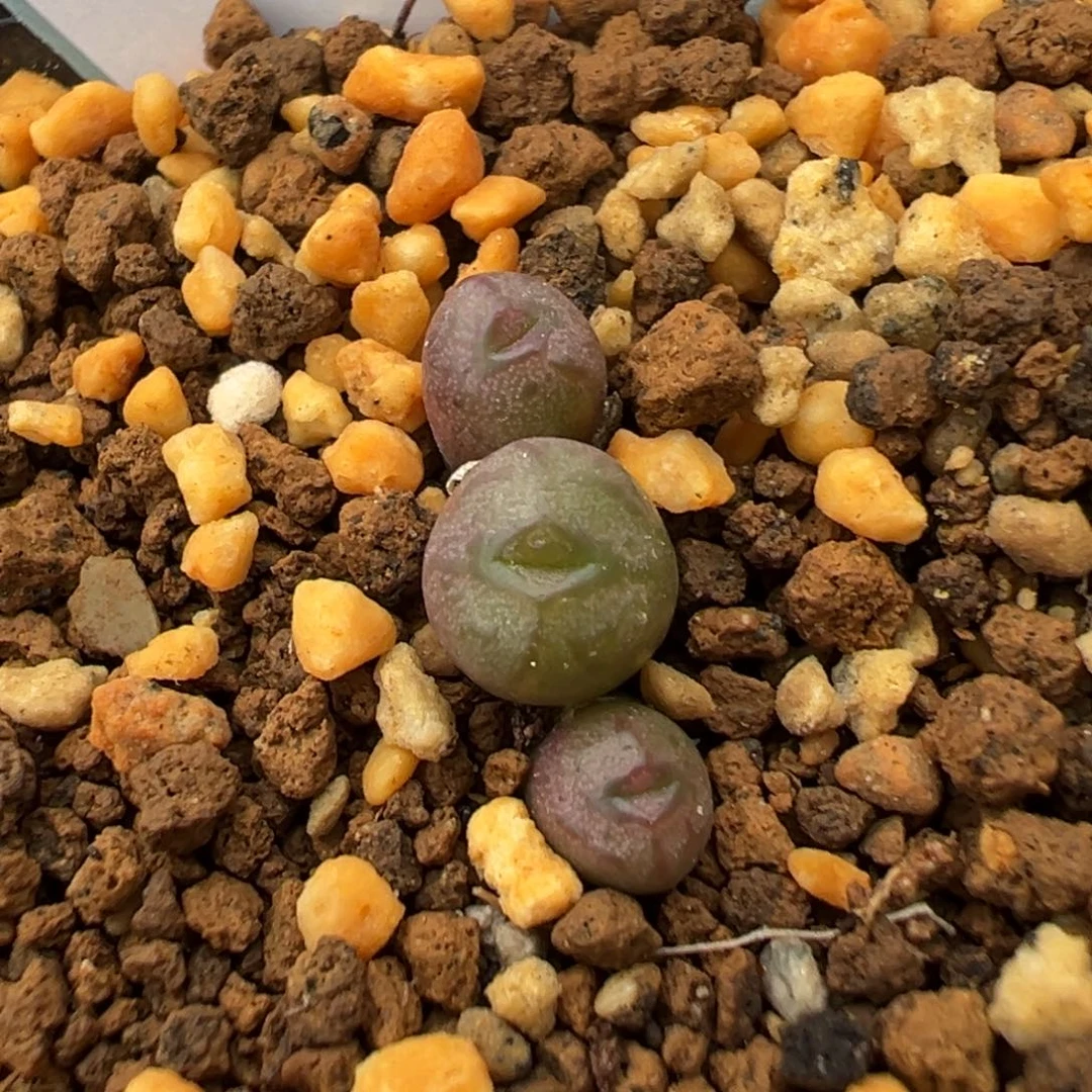 27-46肉锥多肉植物
