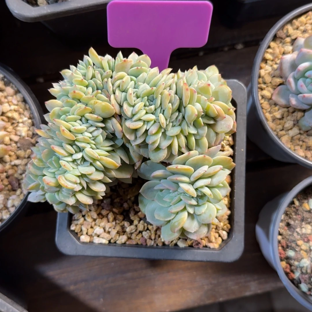 白凤杂小缀11111111111111111