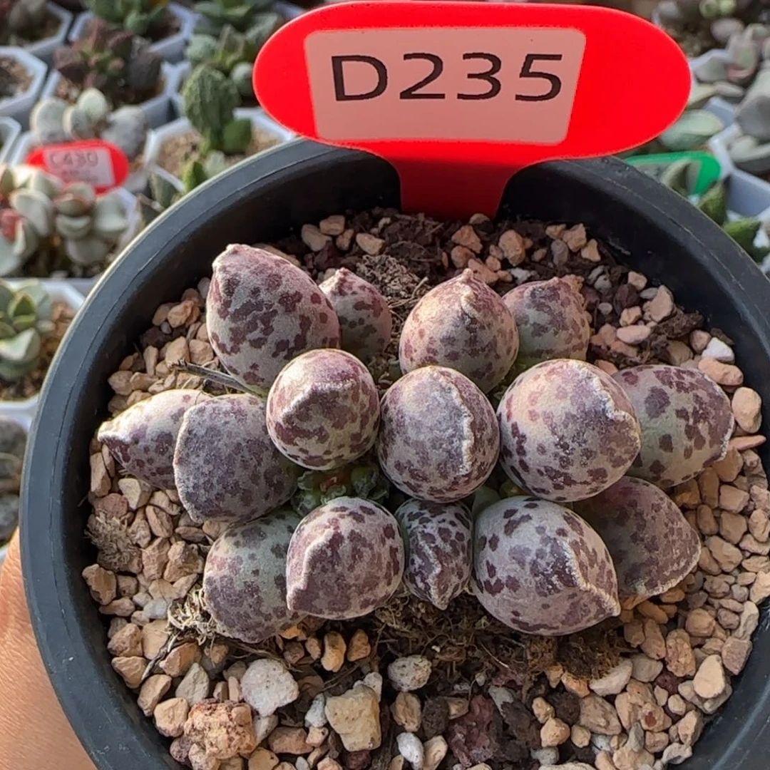 达摩海豹。  235。