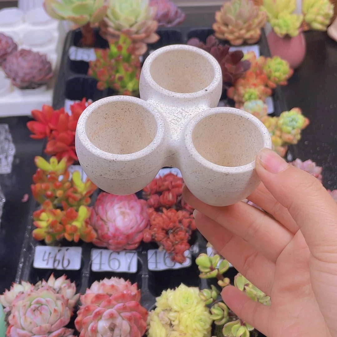 多肉无土栽培多肉植物