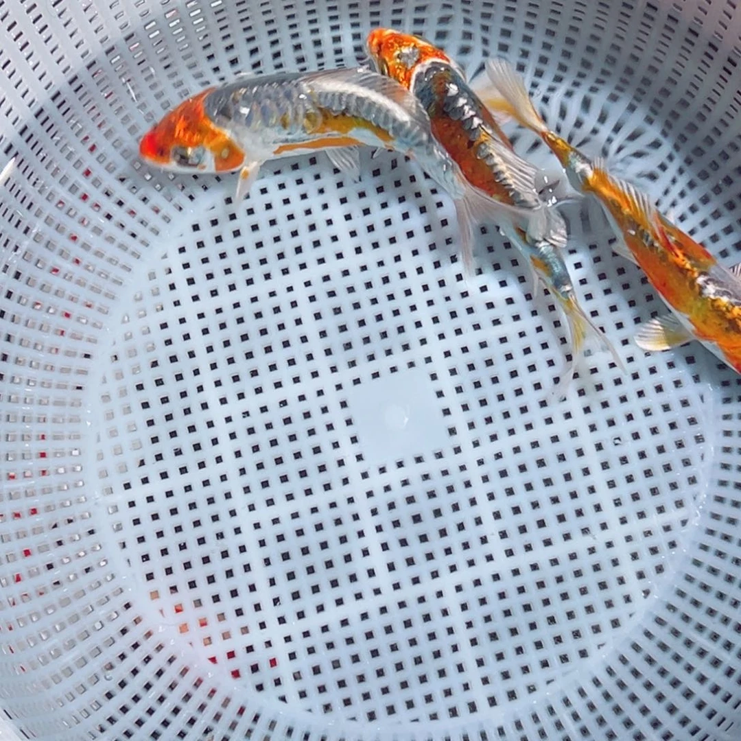 锦鲤锦鲤观赏鱼1111