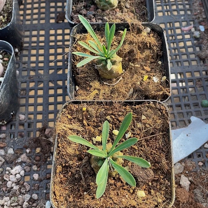 小菠萝到盆土发货