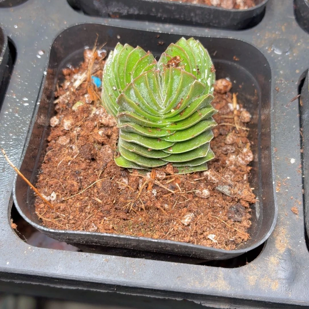 方塔多肉9.9包邮发货