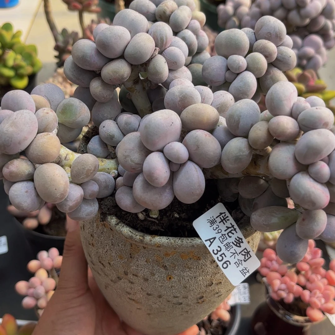 356芭比奶酪16cm多肉植物