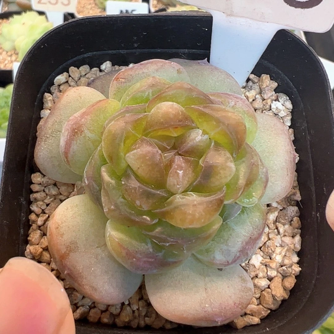 315号甜茶 晗雨多肉