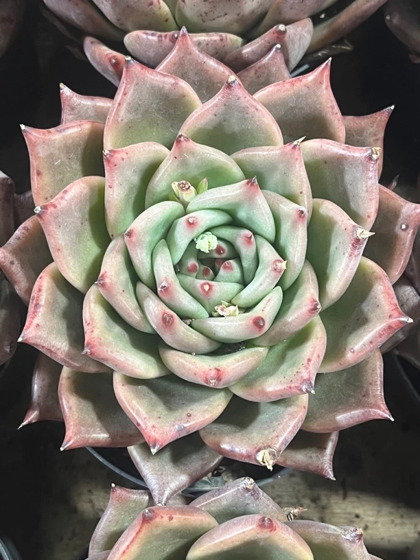 全场满15包邮 皮蛋大单头10-12厘米，带盆土发货