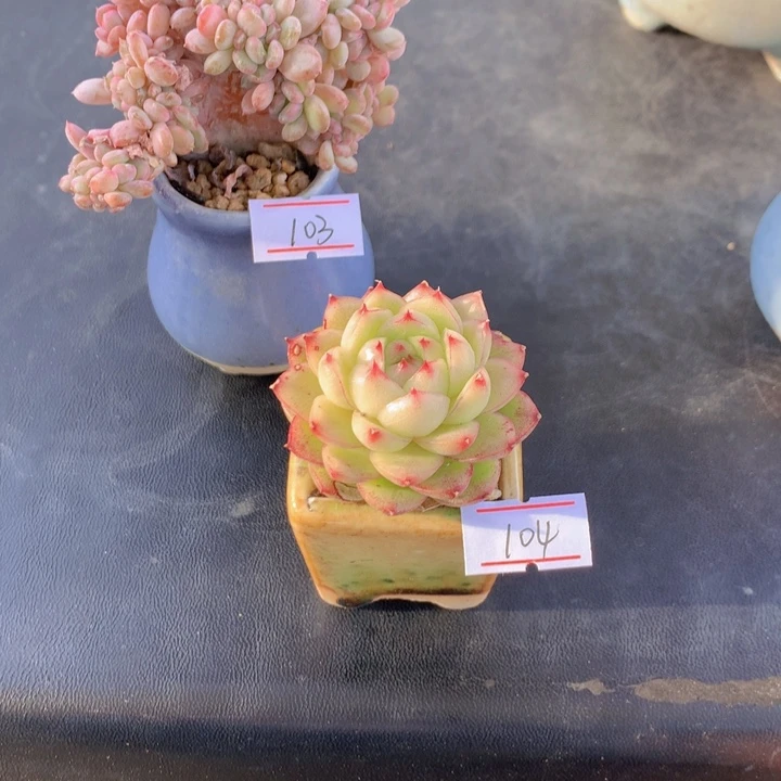 一物一拍满30包邮 104