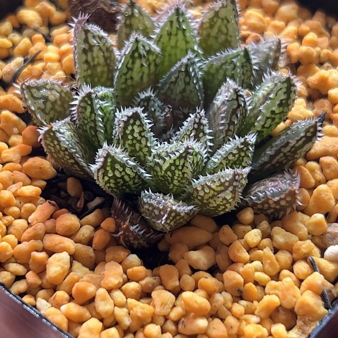 貔晰十二卷多肉植物