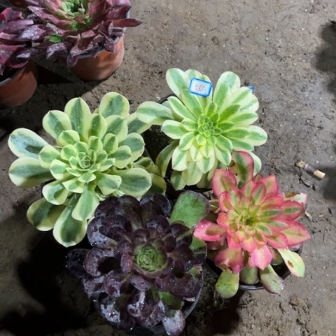 ?****535多肉植物组合