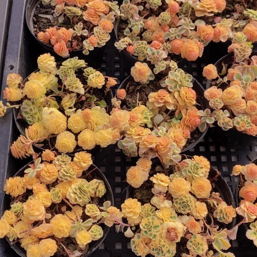 量拍38号 精品亚特兰蒂斯锦多头一个