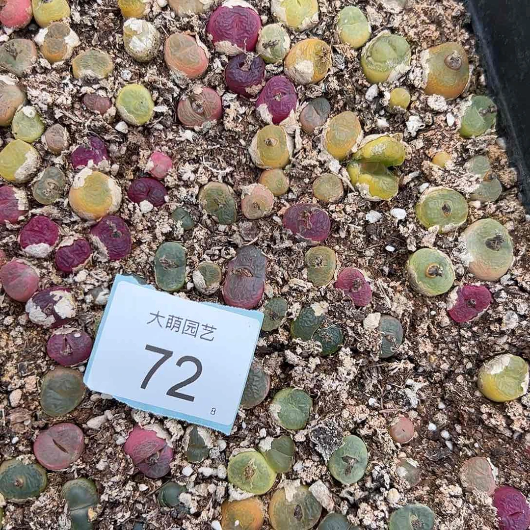 000072量拍毛汉尼10颗