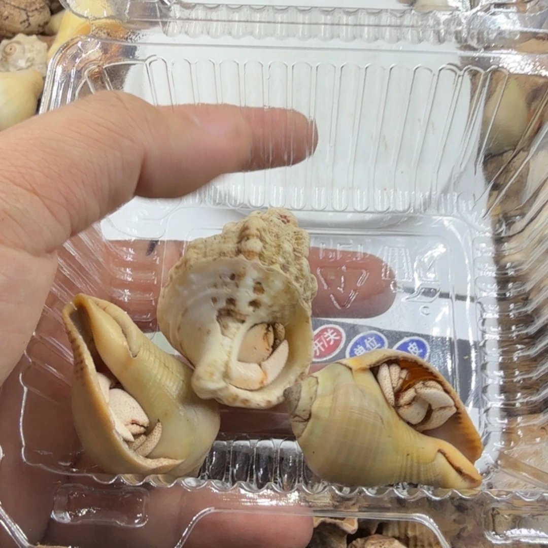 草****非常好看的白草寄居蟹