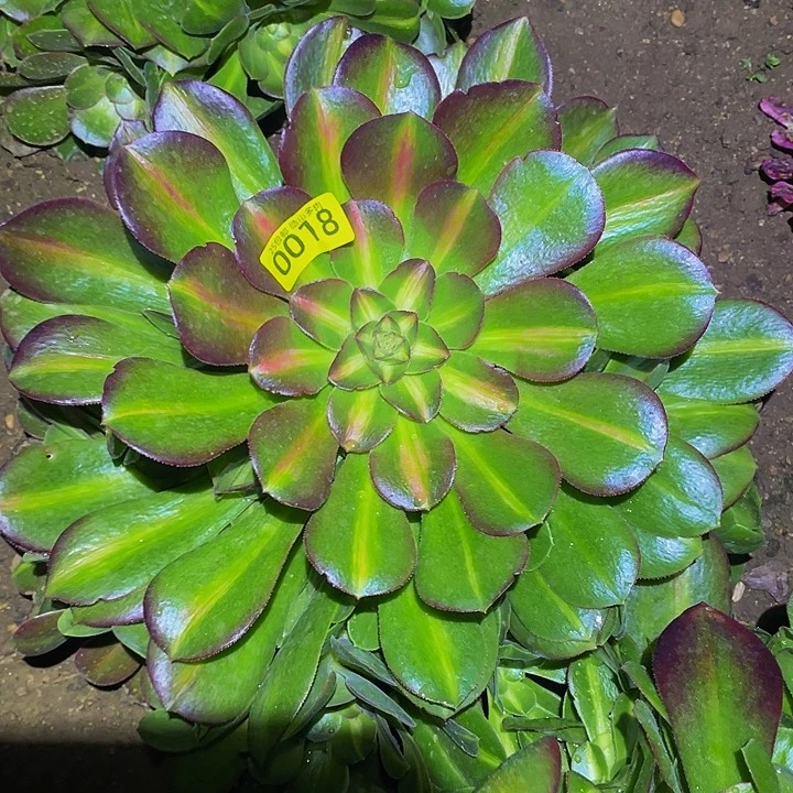 0018粉中班多肉植物
