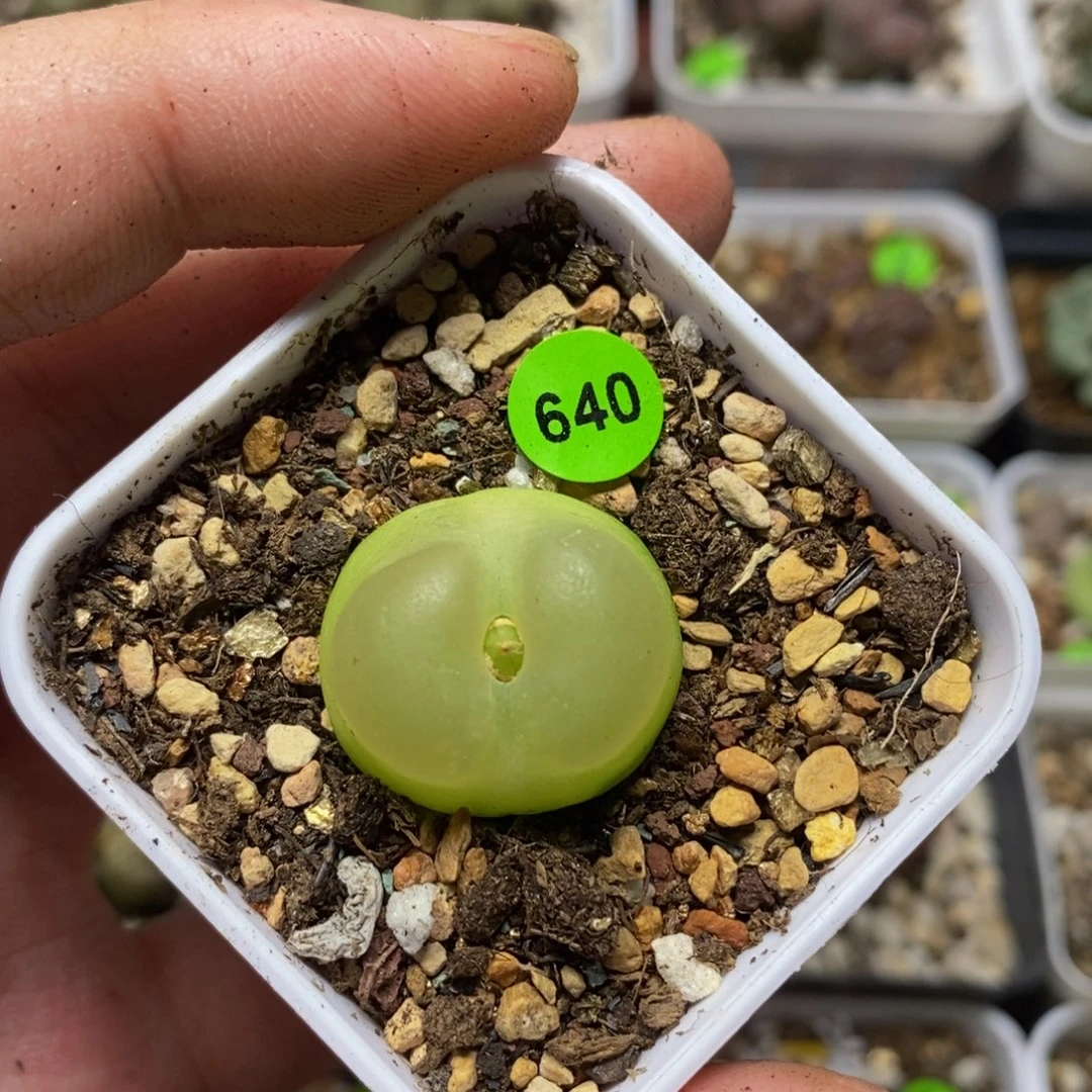 拉登2.28多肉植物640