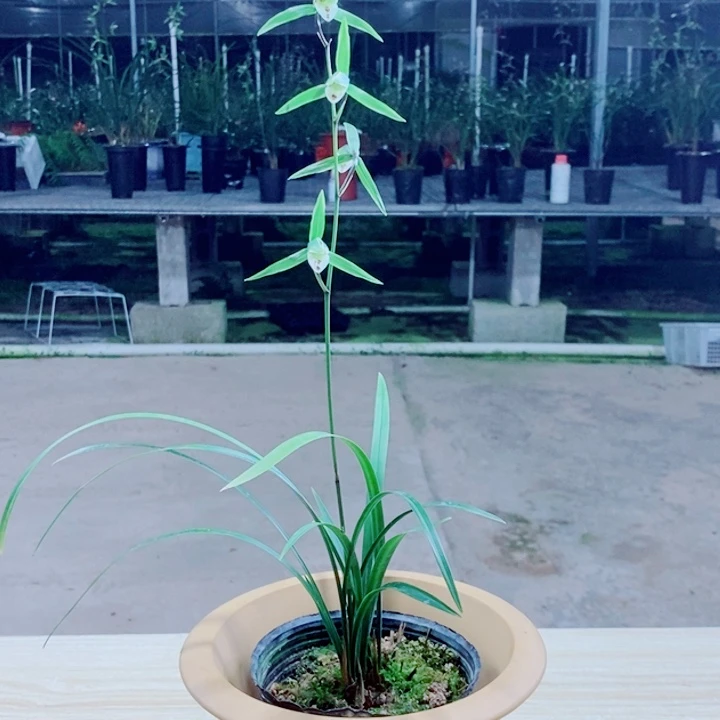 仁***白完全开放细叶寒兰3苗带花的