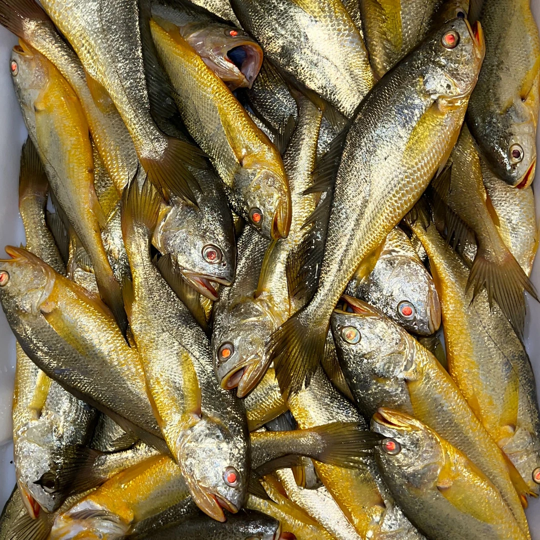 【象山港梅章】宁波象山内港野生小黄鱼（梅章）江浙沪皖顺丰包邮