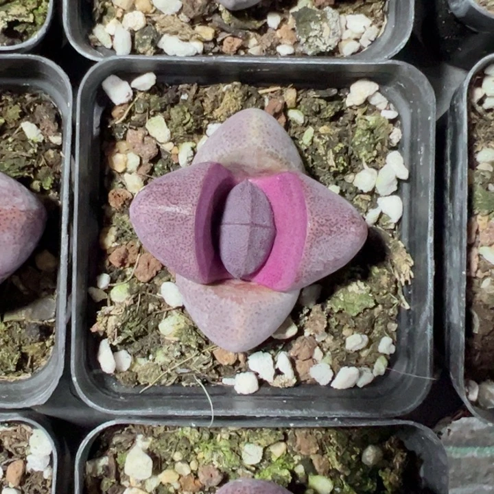 紫元宝精品多肉植物大战