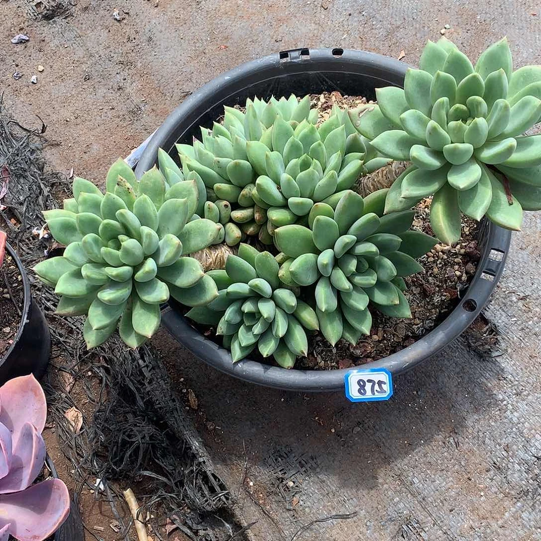 875象牙 一物一拍多肉