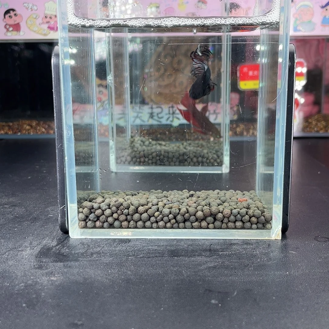 斗鱼 54号929早毒液