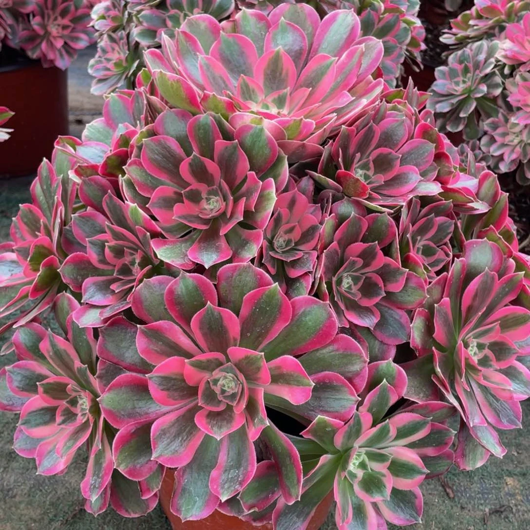 570大女郎精品法师老桩