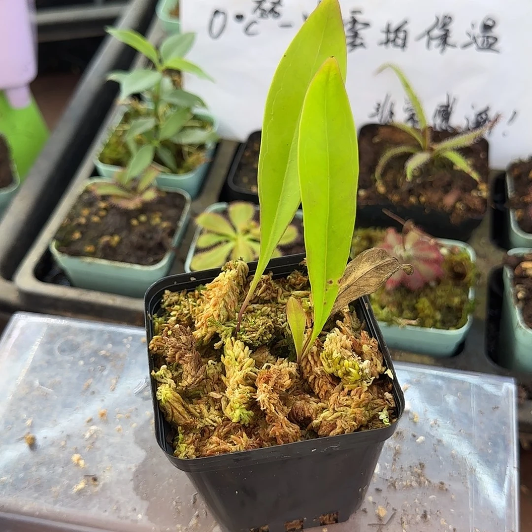 无花朵恩德雷狸藻