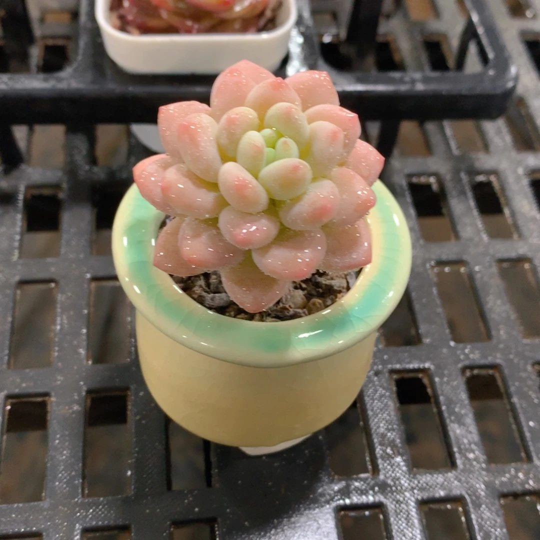肉萌萌精控多肉 5cm盆量拍 达芙妮单头瓷盆
