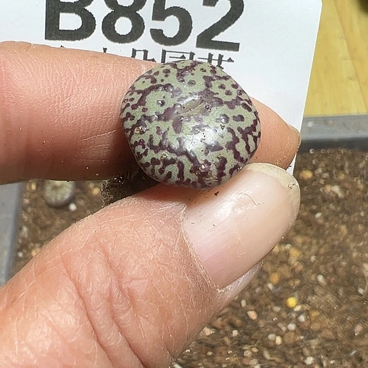 852号ckf 杂多肉植物