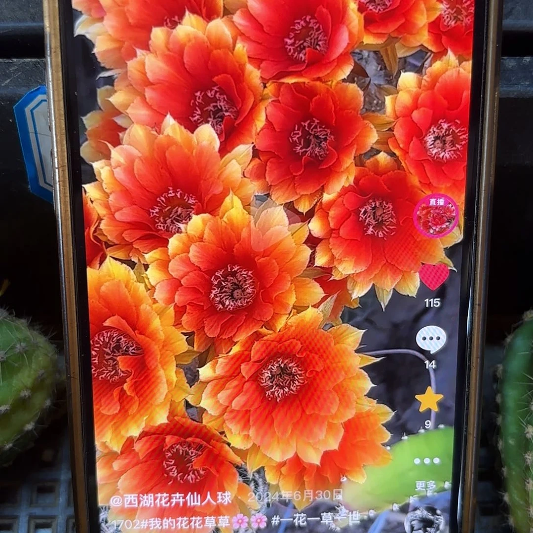 1702金刚歪侧牙20包邮仙人球29