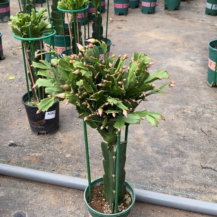 当前无花栽培后可以开花查****）400嫁接068
