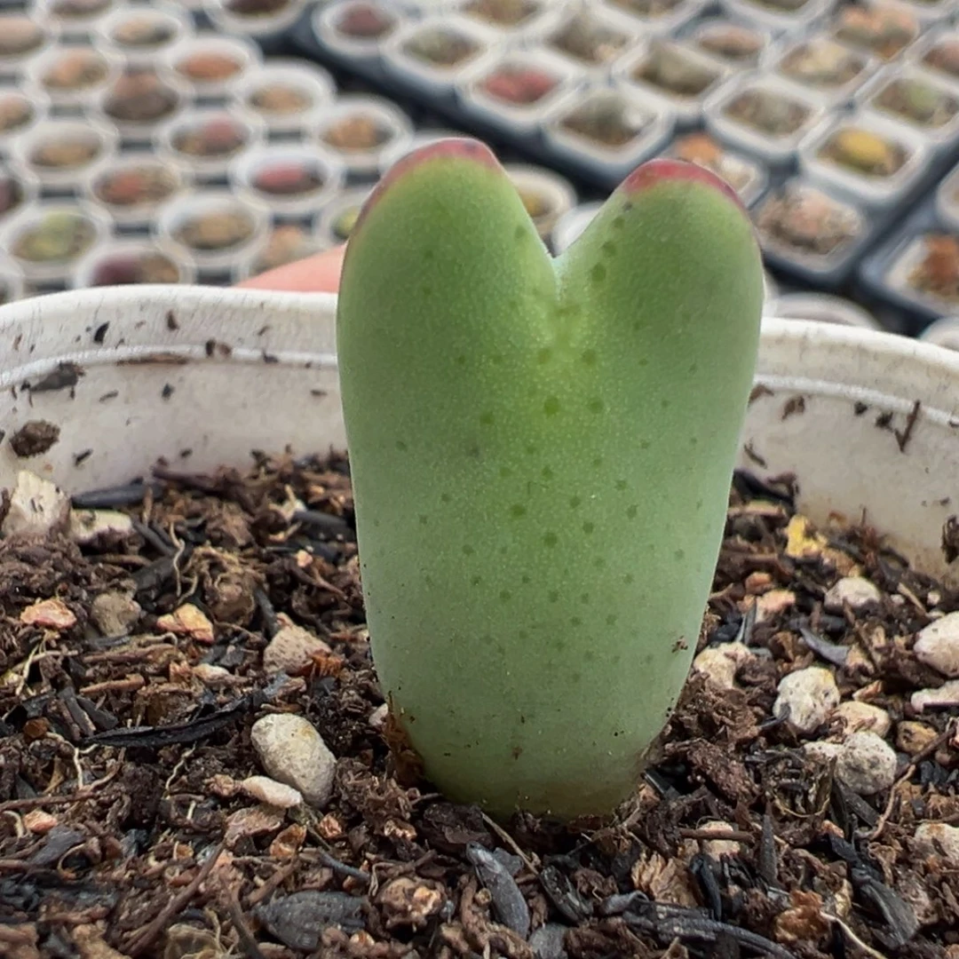 051多肉植物种类多样