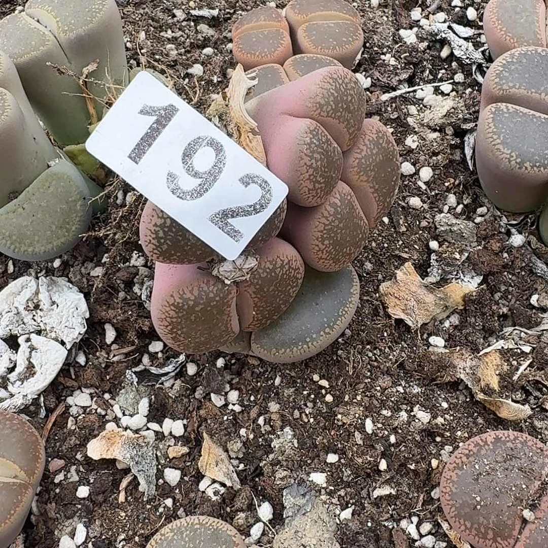 萨***杨生石花一物一拍192