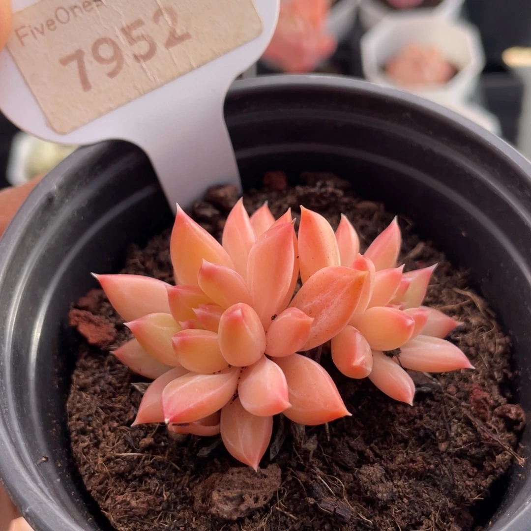 甲骨文7952-5.0厘米