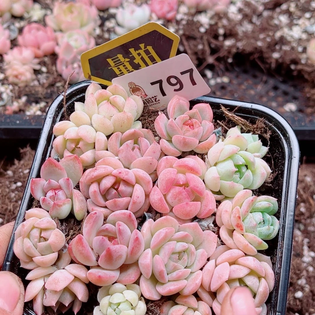 多肉植物多肉植物