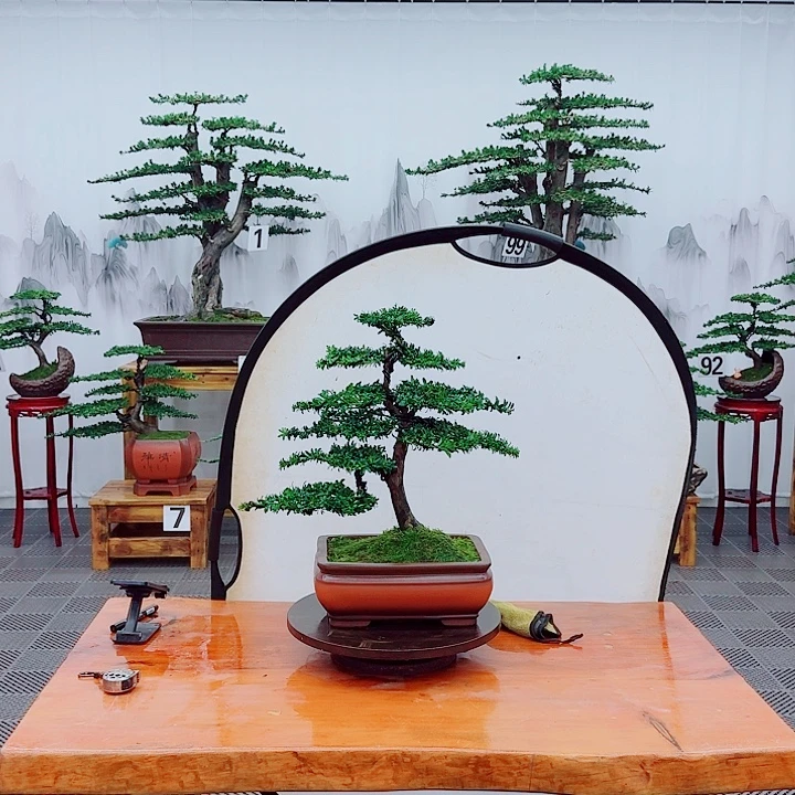 无花朵松柏盆景一物一拍