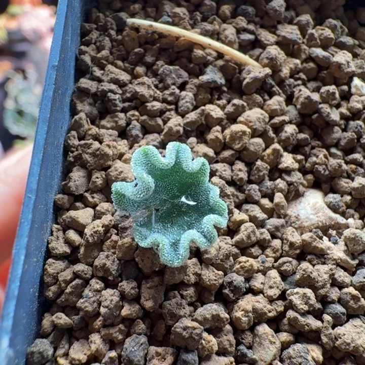 冰晶海带092 仙人球