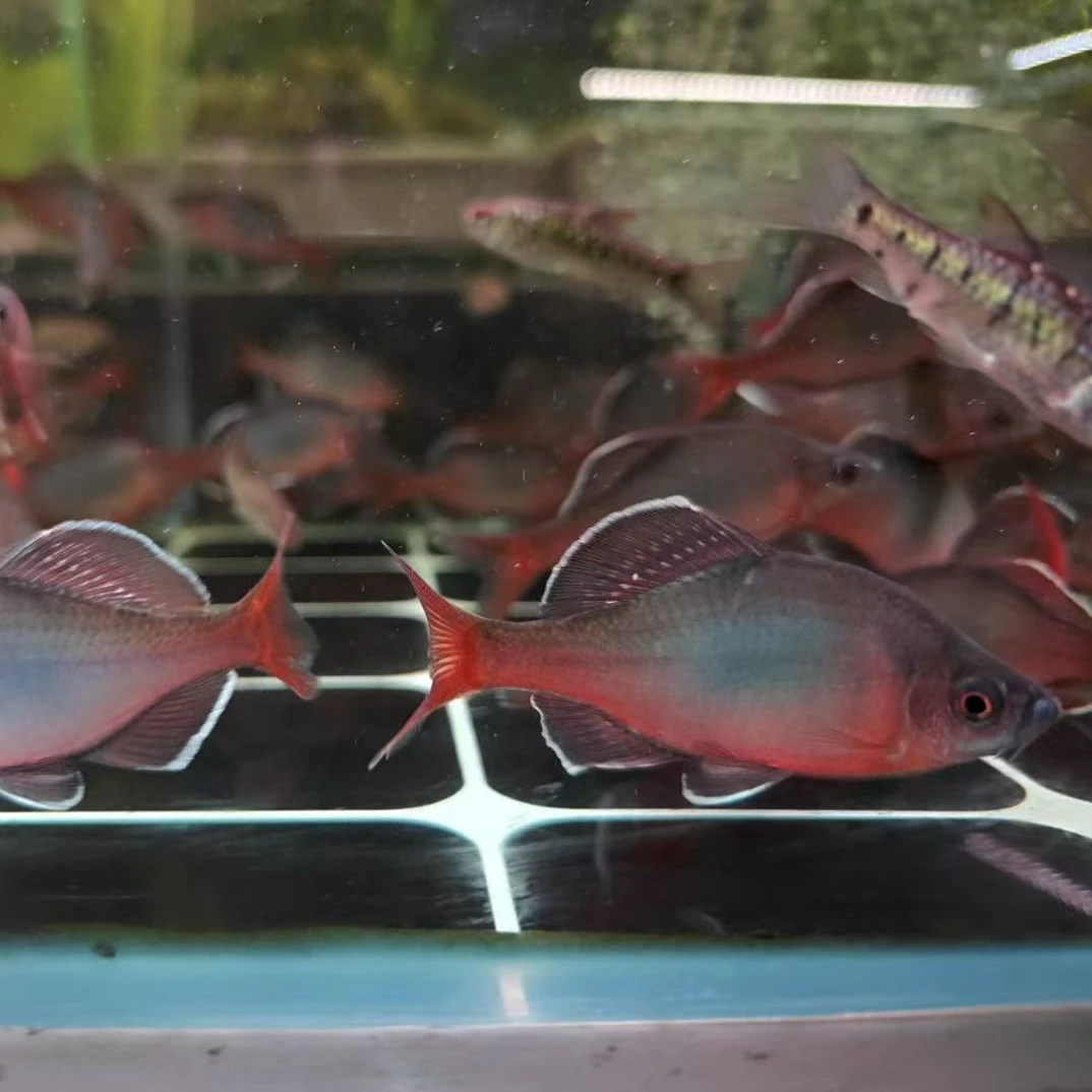 白边红须鱊鰟鮍原生发色鰟鮍非白边须鱊