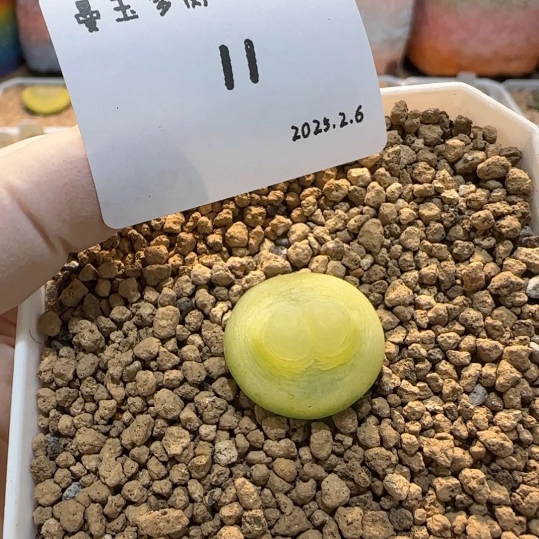 A***ᐝ多肉多肉多肉2.6-011