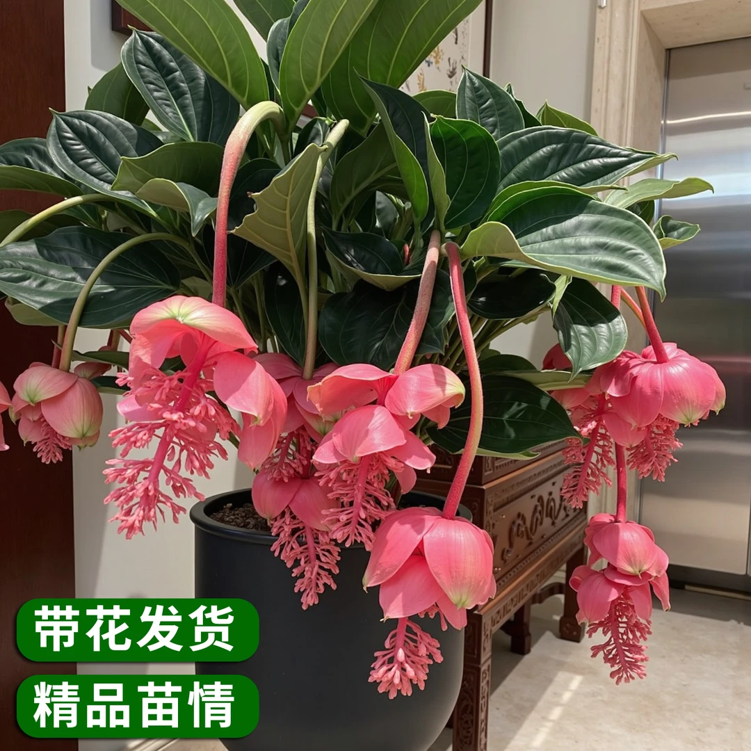 宝莲灯花盆栽带花苞室内客厅高档花卉四季好养年宵花珍珠宝莲灯花